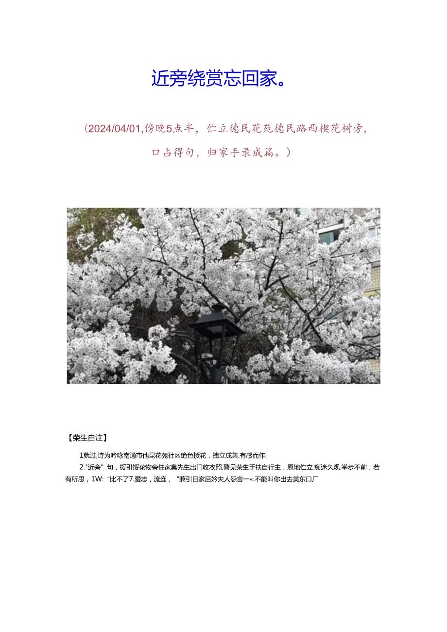 七绝-德民路西侧积龄樱树盛花怒放蔚成景观.docx_第2页