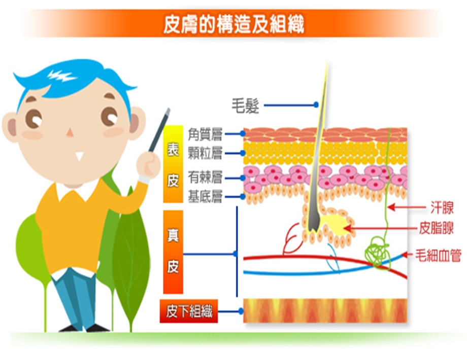 中班健康《保护皮肤》PPT课件教案健康《保护皮肤》.pptx_第3页