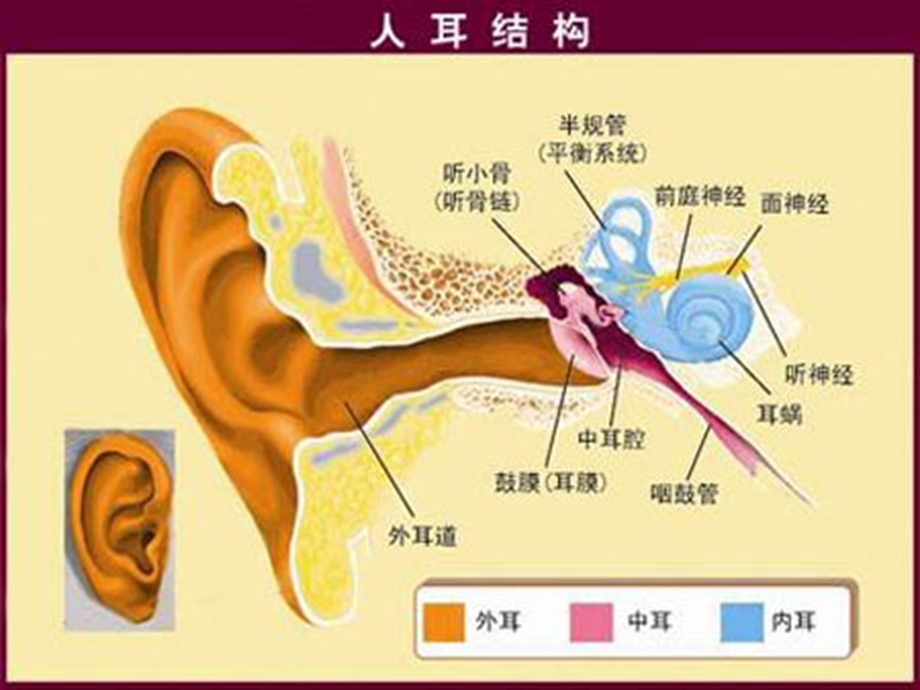 中班健康《爱护耳朵-保护听力》PPT课件教案爱护耳朵-保护听力.pptx_第2页