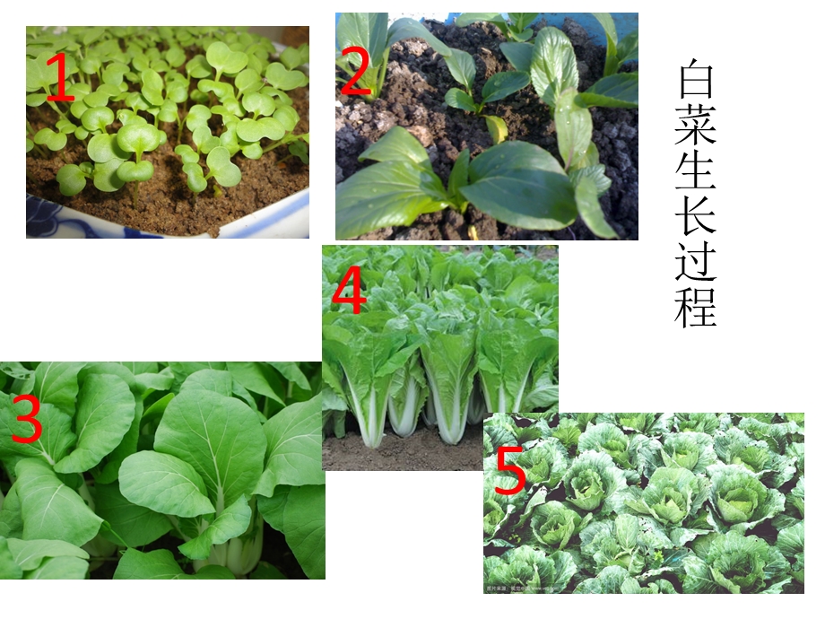 中班科学《认识白菜》PPT课件教案幼儿园科学活动《认识白菜》.pptx_第3页