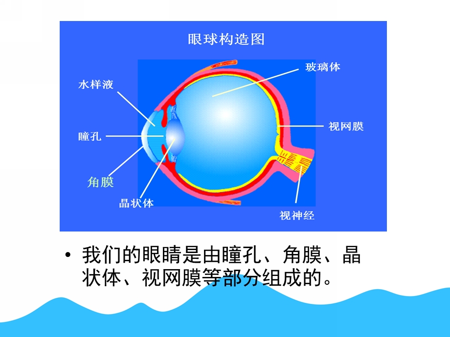 中班健康《眼睛的秘密》PPT课件教案眼睛的秘密.pptx_第2页