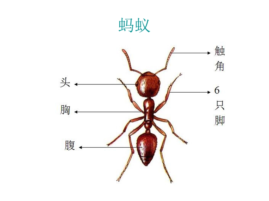 中班故事《蚂蚁王国》PPT课件教案配音音乐PPT课件.pptx_第3页