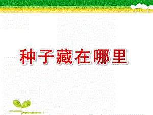 大班科学《种子藏在哪里》PPT课件教案种子藏在哪里.pptx