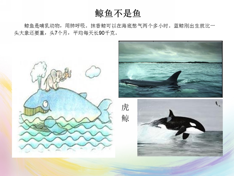 大班科学《海洋世界》PPT课件教案海洋世界.pptx_第3页