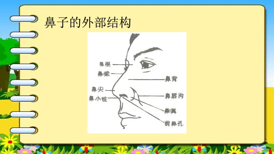 大班健康活动《鼻子的故事》PPT课件教案大班健康活动鼻子的故事.pptx_第2页