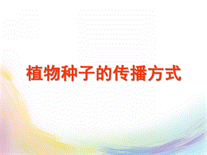 幼儿园《植物种子的传播方式》PPT课件教案植物种子的传播方式-幼儿园.pptx