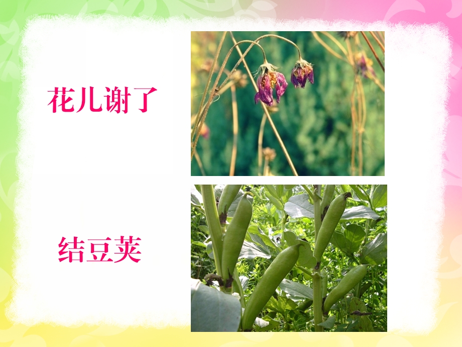 中班语言活动《豌豆蚕豆》PPT课件中班语言活动《豌豆蚕豆》.ppt_第3页