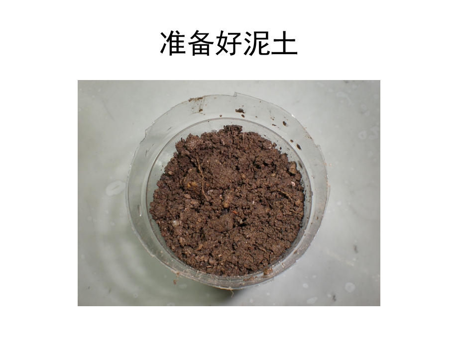 小班科学《种大蒜》PPT课件教案小班科学：种大蒜.pptx_第3页