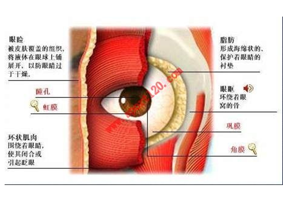 中班健康《小眼睛大世界》PPT课件教案中班健康教案-小眼睛大世界.ppt_第3页