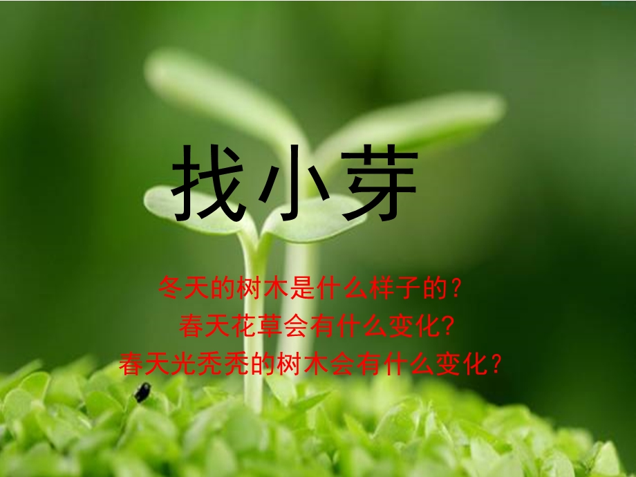 小班科学《找小芽》PPT课件教案PPT课件.pptx_第3页