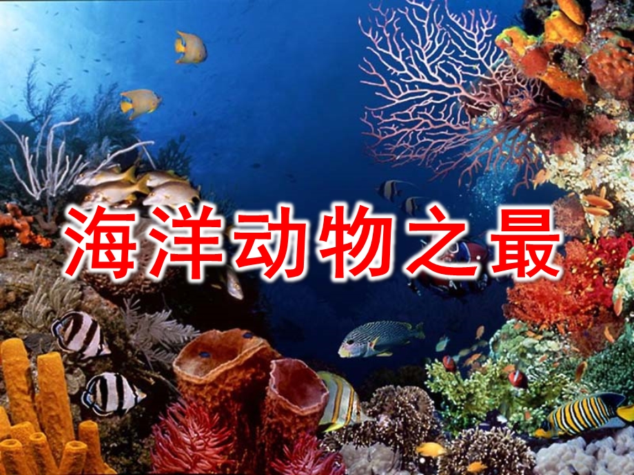 中班科学《海洋动物之最》PPT课件中班科学《海洋动物之最》.ppt_第1页