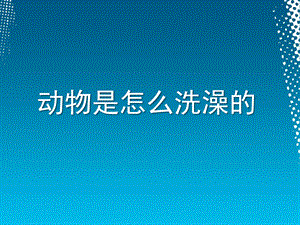 大班《动物是如何洗澡的》PPT课件动物是如何洗澡的.ppt