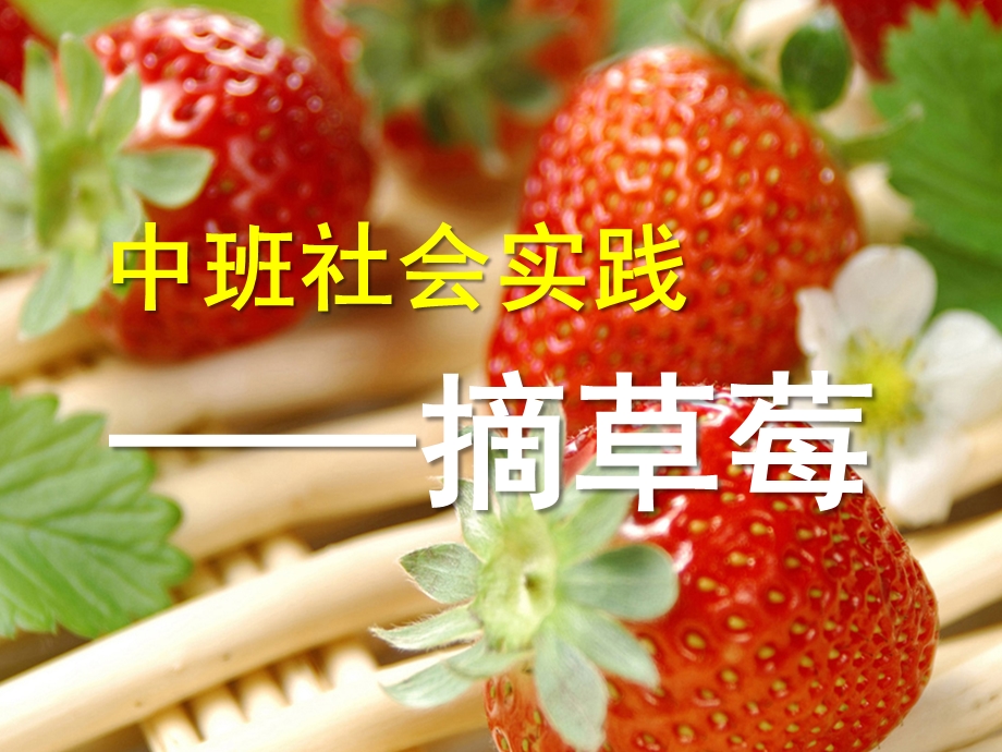 中班社会《摘草莓》PPT课件摘草莓.ppt_第1页