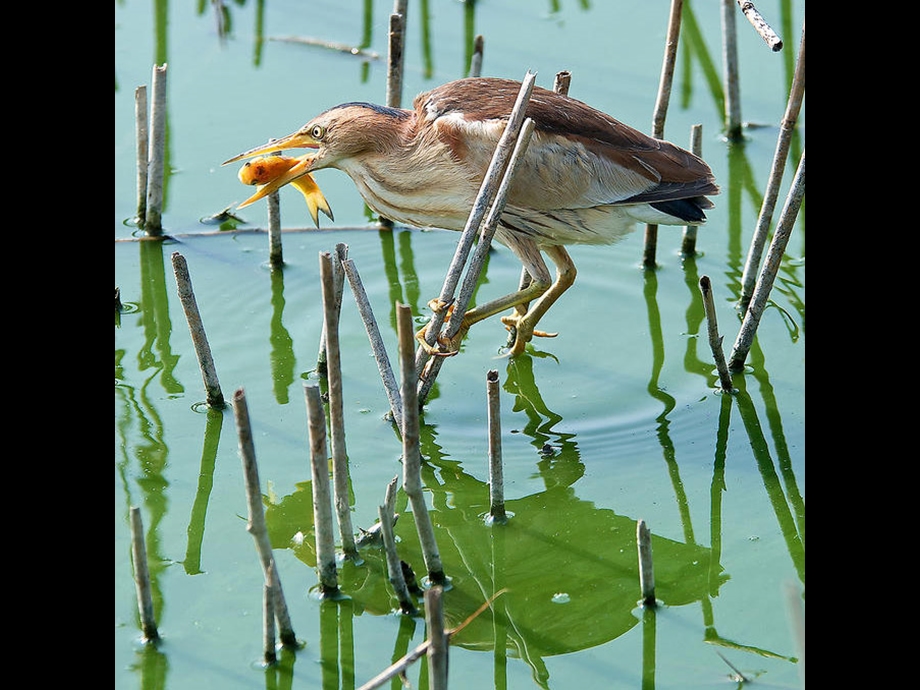 动物摄影：Birdcatchfish.pps_第2页